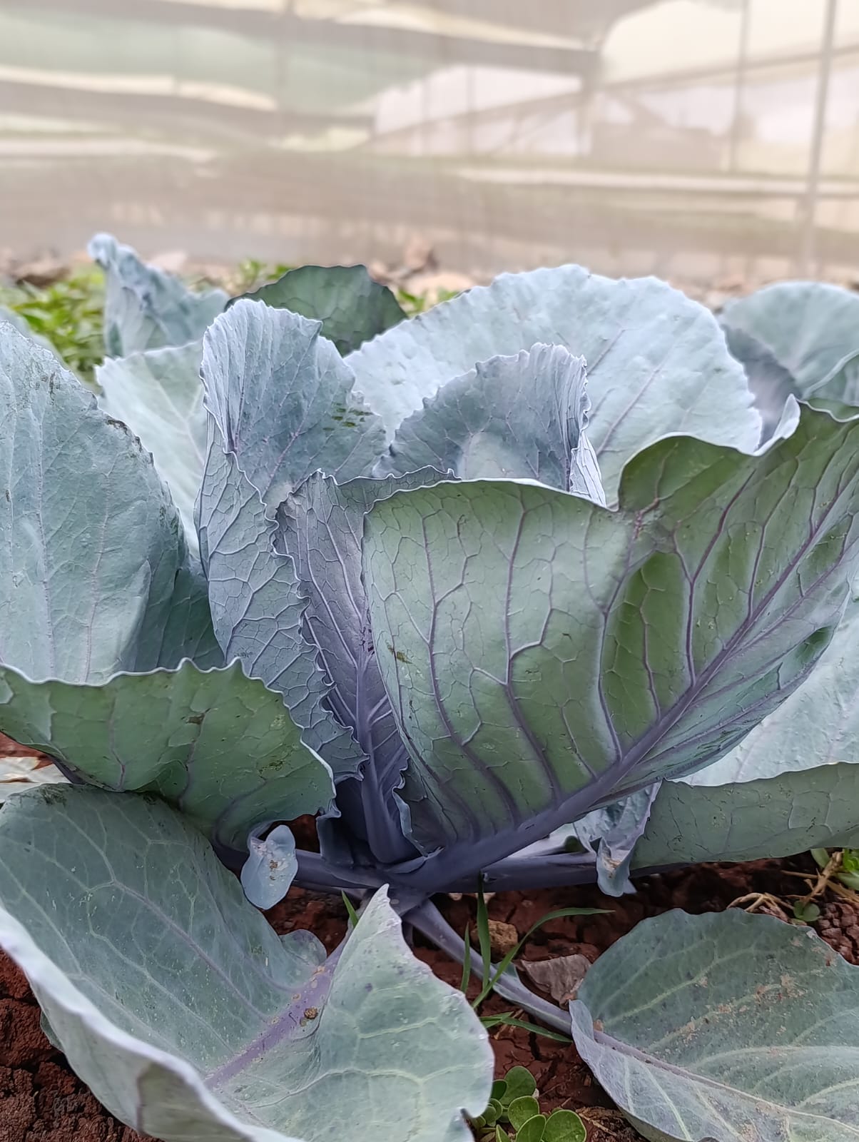 Cabbage Thumbnail